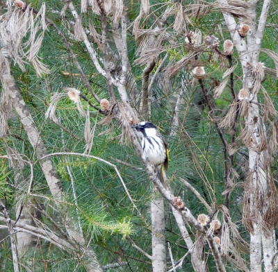 Withalshoningeter - Phylidonyris niger - White-cheeked honeyeater
