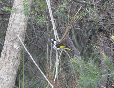 Withalshoningeter - Phylidonyris niger - White-cheeked honeyeater
