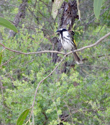 Withalshoningeter - Phylidonyris niger - White-cheeked honeyeater
