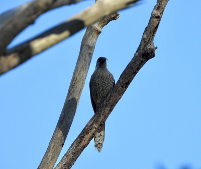 Kleine lelhoningeter - Anthochaera chrysoptera - Little wattlebird
