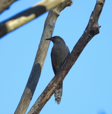 Kleine lelhoningeter - Anthochaera chrysoptera - Little wattlebird
