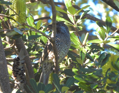 Kleine lelhoningeter - Anthochaera chrysoptera - Little wattlebird
