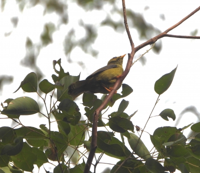 Belhoningeter - Manorina melanophrys - Bell miner
