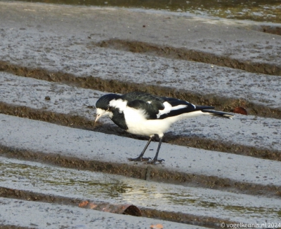 Australische slijkekster - Grallina cyanoleuca - Magpie-lark
