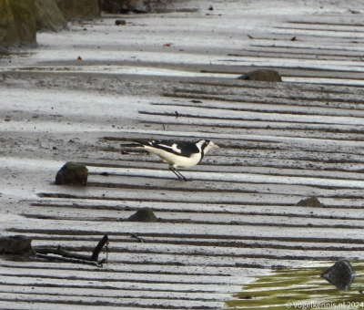 Australische slijkekster - Grallina cyanoleuca - Magpie-lark
