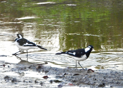 Australische slijkekster - Grallina cyanoleuca - Magpie-lark
