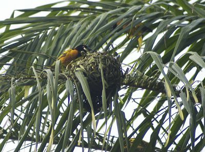Rode textorwever - Ploceus cucullatus
bij nest
