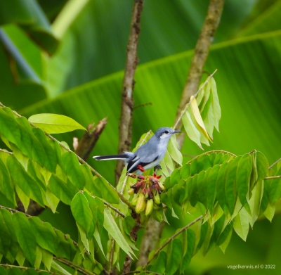 Amazonemuggenvanger - tropical gnatcatcher (Polioptila plumbea)
