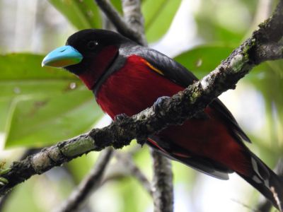 zwart-rode hapvogel - Cymbirhynchus macrorhynchos - Black-and-red broadbill
Keywords: zwart-rode hapvogel;Cymbirhynchus macrorhynchos