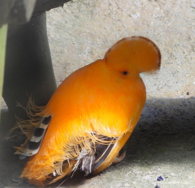 oranje rotshaan - Guianan cock-of-the-rock - (Rupicola rupicola)
