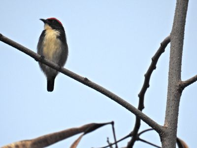 roodrughoningvogel - Dicaeum cruentatum - Scarlet-backed flowerpecker
Keywords: roodrughoningvogel;Dicaeum cruentatum