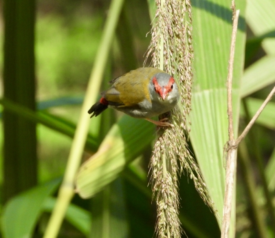 Sydney astrild - Neochmia temporalis - Red browed finch
