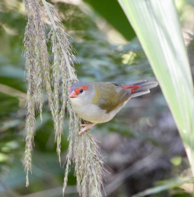 Sydney astrild - Neochmia temporalis - Red browed finch
