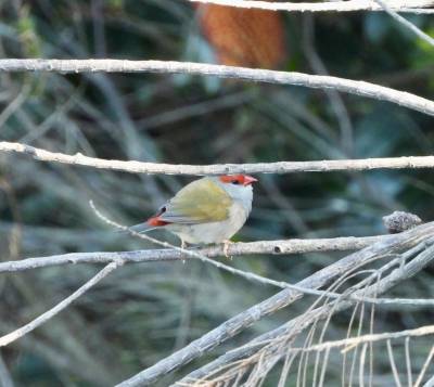 Sydney astrild - Neochmia temporalis - Red browed finch
