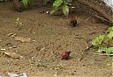 red-billed_firefinches.jpg