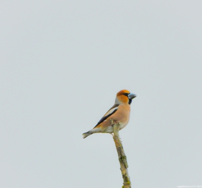 Appelvink - Coccothraustes coccothraustes - Hawfinch
