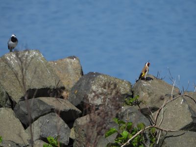 Putter - European Goldfinch - Carduelis carduelis
met kwikstaart
