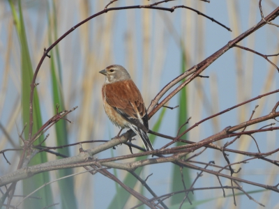 Kneu - Linaria cannabina - Linnet
Natte graslanden mei 24
