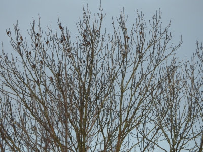 appelvinken - hawfinches
