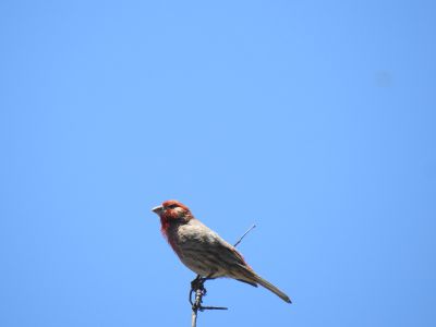 Mexicaanse roodmus - Haemorhous mexicanus - House Finch
