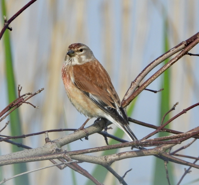 Kneu - Linaria cannabina - Linnet
Natte graslanden mei 24
