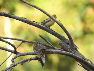 Lesser goldfinch - Witbandsijs - Spinus psaltria
