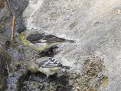 Lesser goldfinch - Witbandsijs - Spinus psaltria
