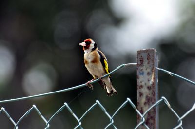 Putter - Carduelis carduelis - Goldfinch
