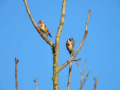 Putter - European Goldfinch - Carduelis carduelis
