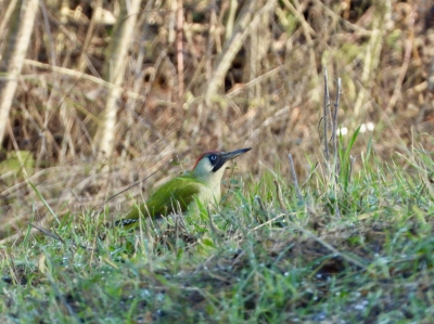 groene specht - Picus viridis - Green woodpecker
