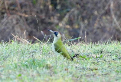 groene specht - Picus viridis - Green woodpecker
