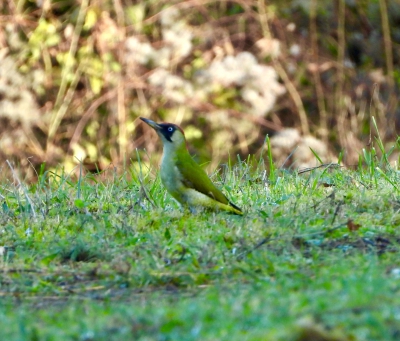 groene specht - Picus viridis - Green woodpecker
