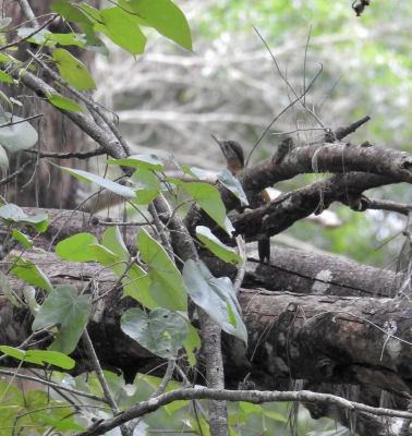 Grote schubbuikspecht - Picus vittatus

