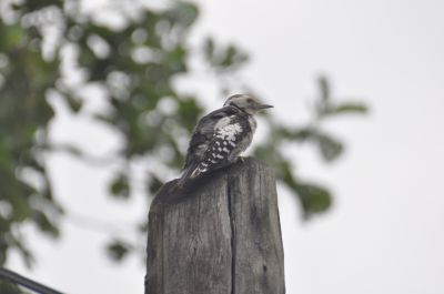Middelste bonte specht - Middle Spotted Woodpecker - Dendrocoptes medius
