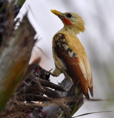 Strogele specht - Celeus flavus - Cream-colored woodpecker
