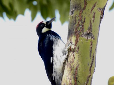 Acorn Woodpecker - Eikelspecht 1
