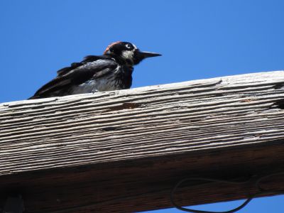 Acorn Woodpecker - Eikelspecht 2
