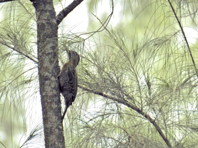 Birmese schubbuikspecht - Picus viridanus - Streak-breasted Woodpecker

