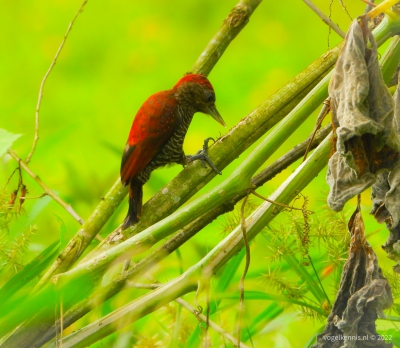 Bloedrugspecht - Blood-colored woodpecker (Veniliornis sanguineus)
