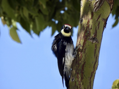 Acorn Woodpecker - Eikelspecht 3

