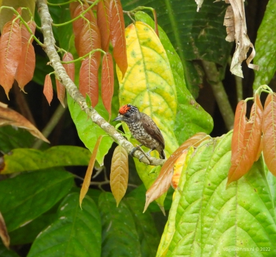 Guyanadwergspecht - Guianan piculet (Picumnus minutissimus)
