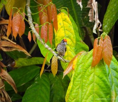 Guyanadwergspecht - Guianan piculet (Picumnus minutissimus) 

