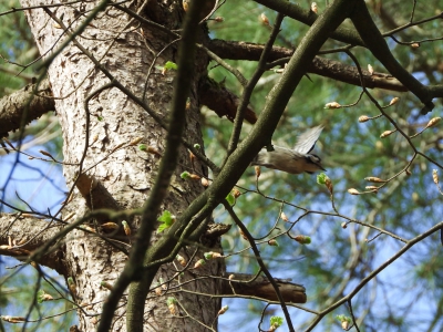 kleine bonte specht - lesser spotted woodpecker - Dryobates minor
