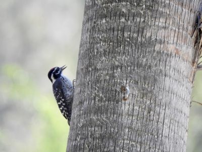 nuttalls woodpecker - nuttalls specht 2
