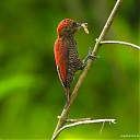 Bloedrugspecht_-_Blood-colored_woodpecker_28Veniliornis_sanguineus29.jpeg