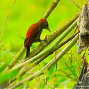 Bloedrugspecht_-_Blood-colored_woodpecker_28Veniliornis_sanguineus29_2.jpeg