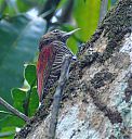 blood-colored_woodpecker.jpg