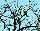 cardinal_woodpecker.jpg