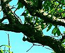 fine-spotted_woodpecker6.jpg