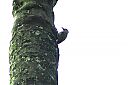 grey-headed_woodpecker.jpg